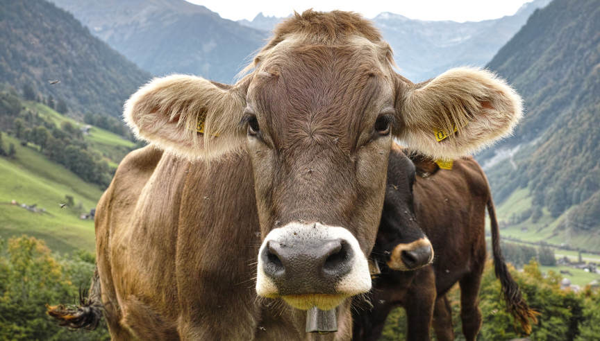 Naturnahe Ferien im Glarnerland